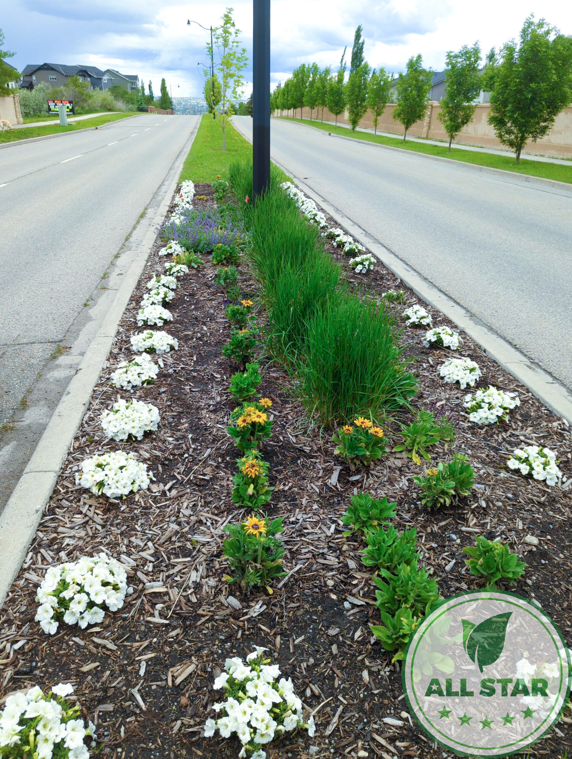 Commercial boulevard planting