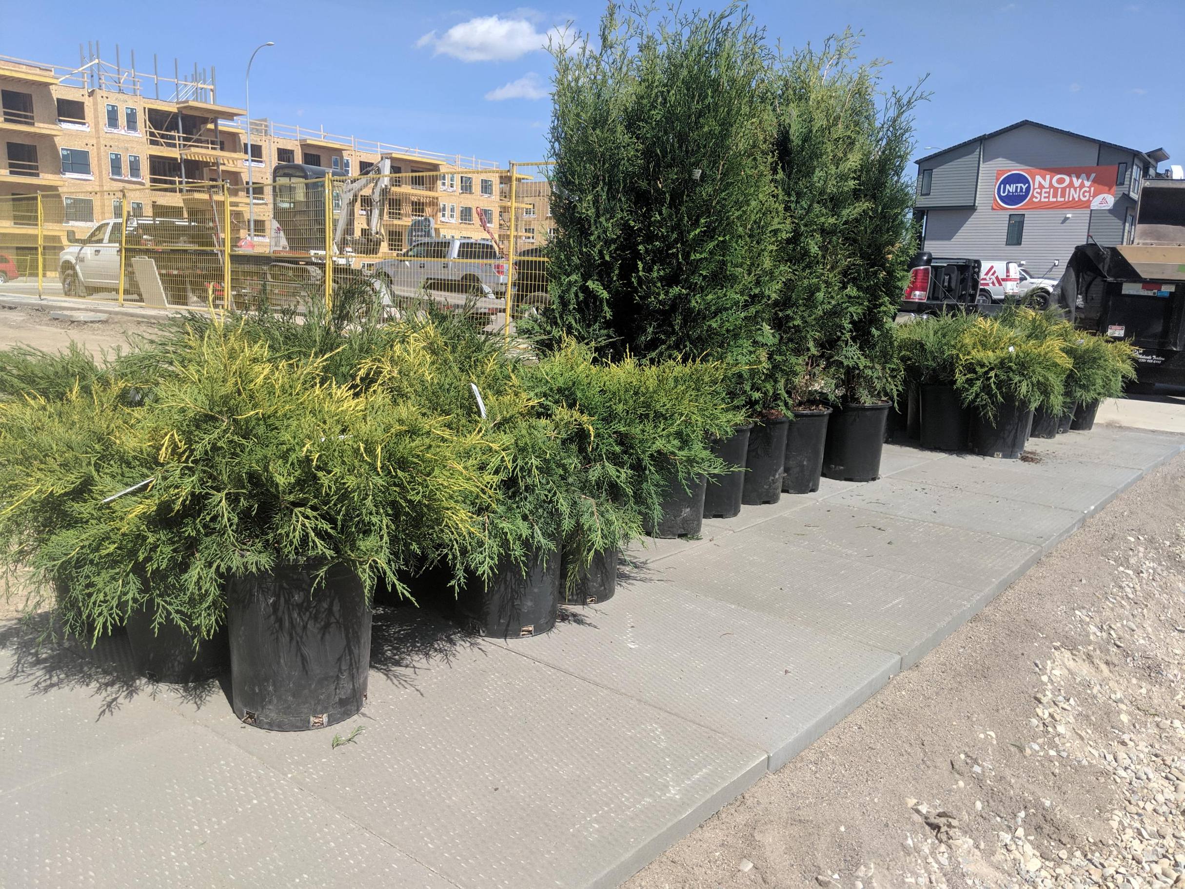 Shrubs and perennials staged on site ready for planting