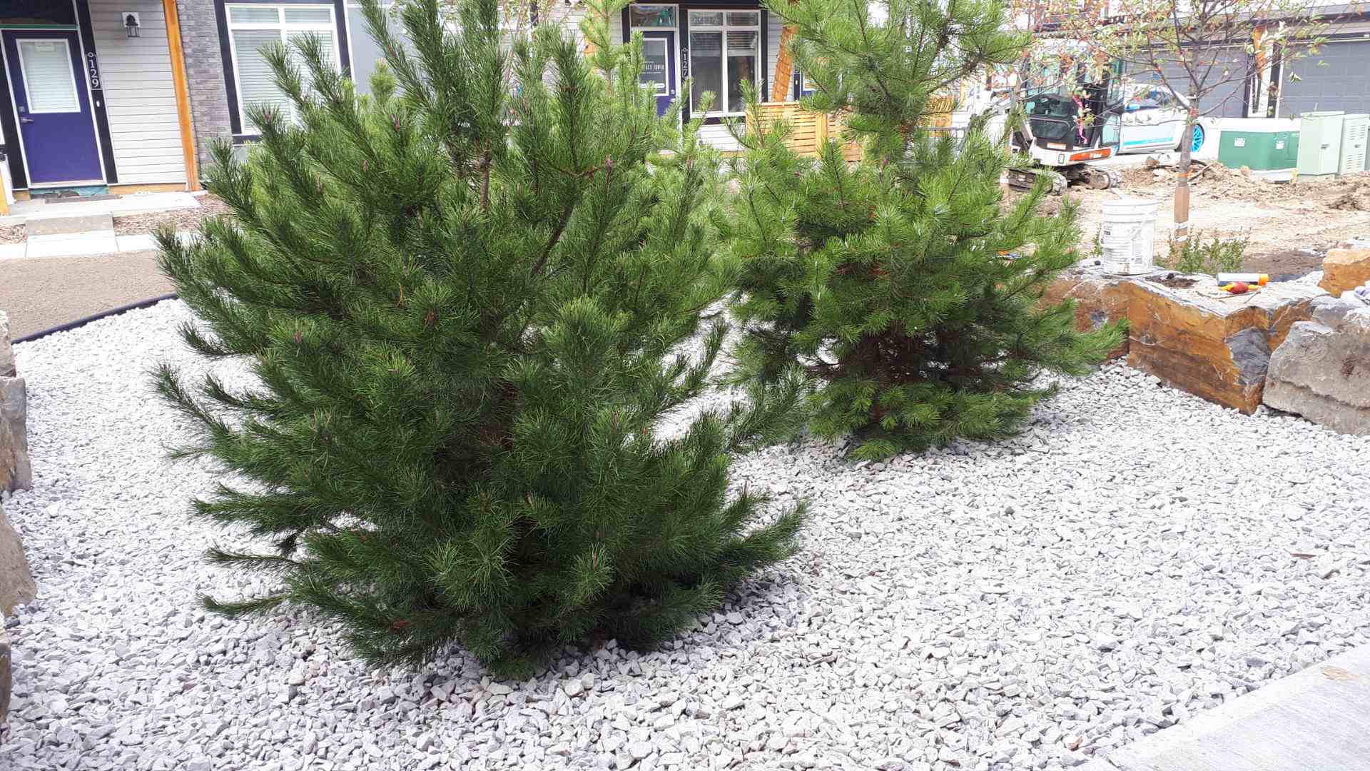 Mugo pines set in a decorative white rock bed