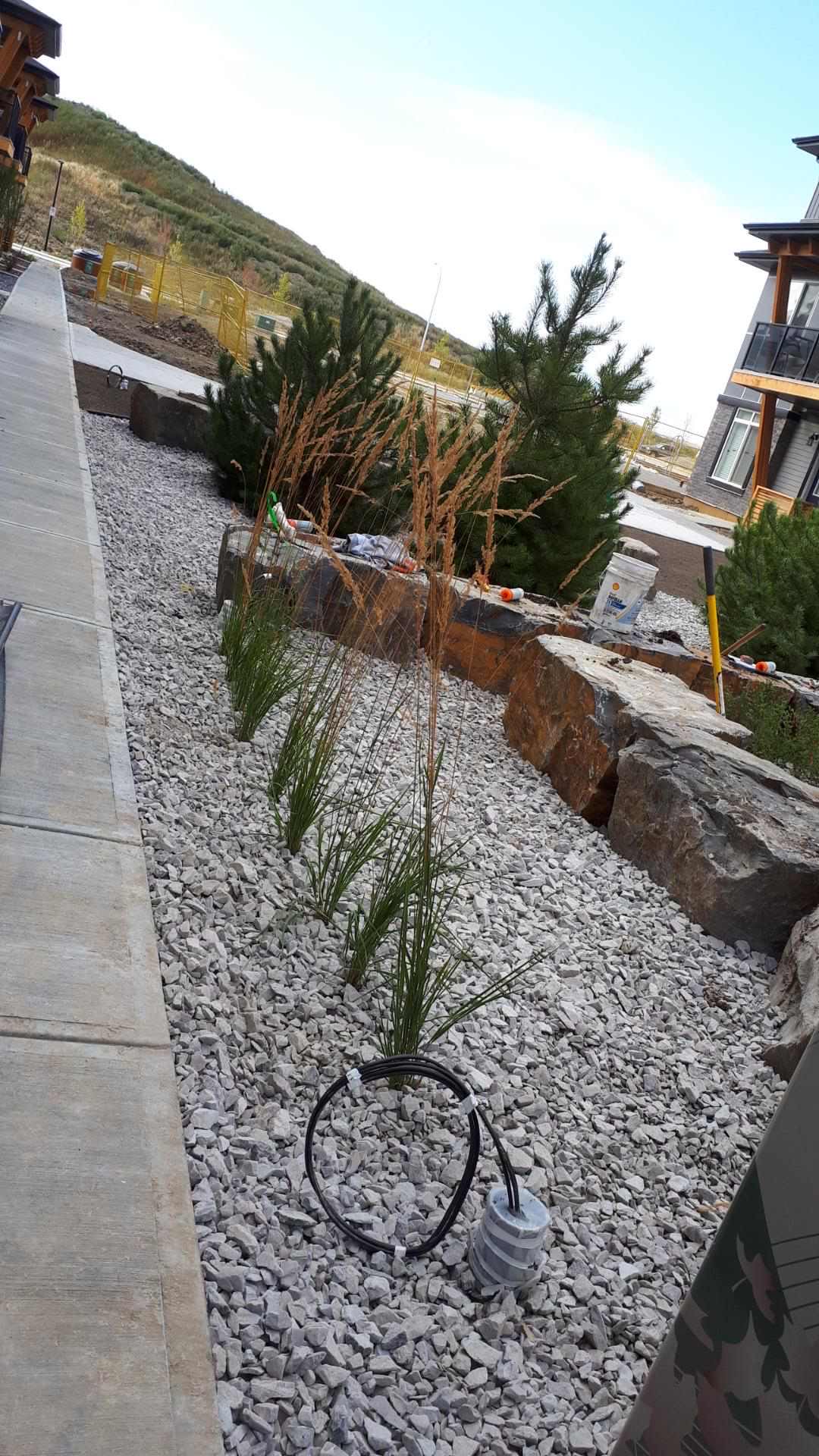 Ornamental grasses in decorative rock with basalt boulders