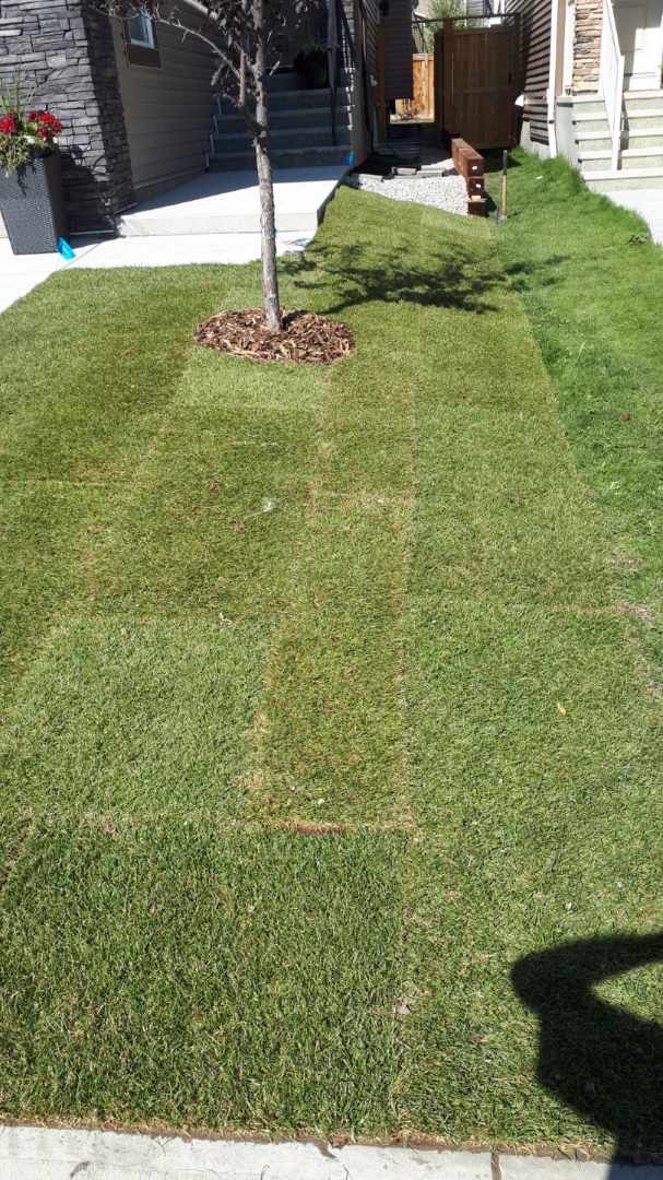Fresh sod installed in a residential front yard