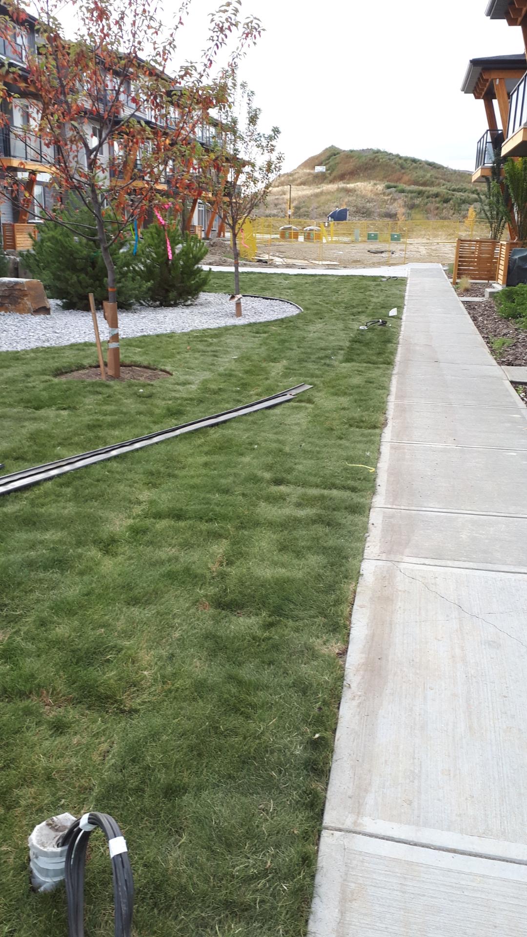 Fresh sod along a walkway between new townhomes